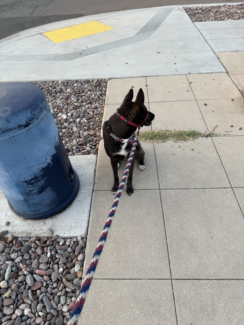 A picture of a black dog named Bowie sitting, taken on September 9 2024 at 6:37 am